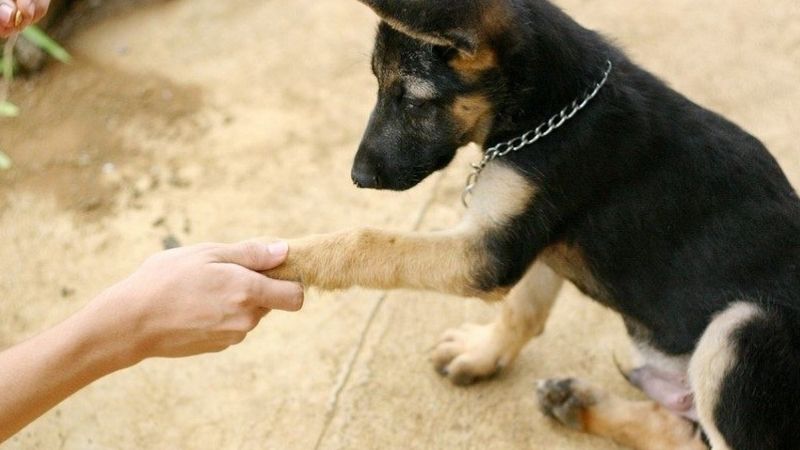 Cách huấn luyện chó bắt tay