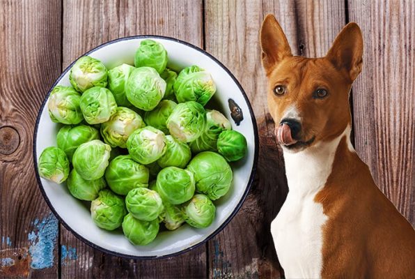 Chó ăn lá bắp cải