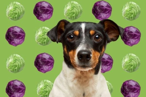 Chó ăn bắp cải