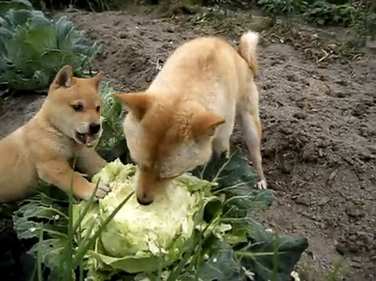 Chó ăn bắp cải sống